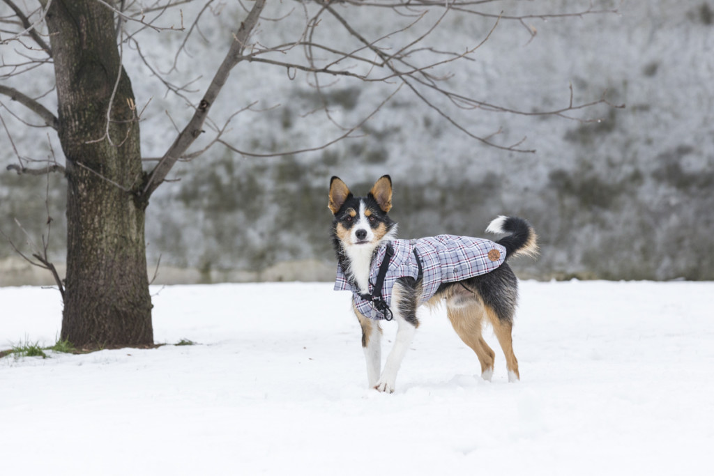 servizio-fotografico-cani-milano